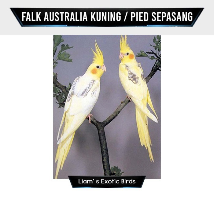 Burung Cockatiel Falk Parkit Australia Warna Kuning Pied Sepasang Indukan