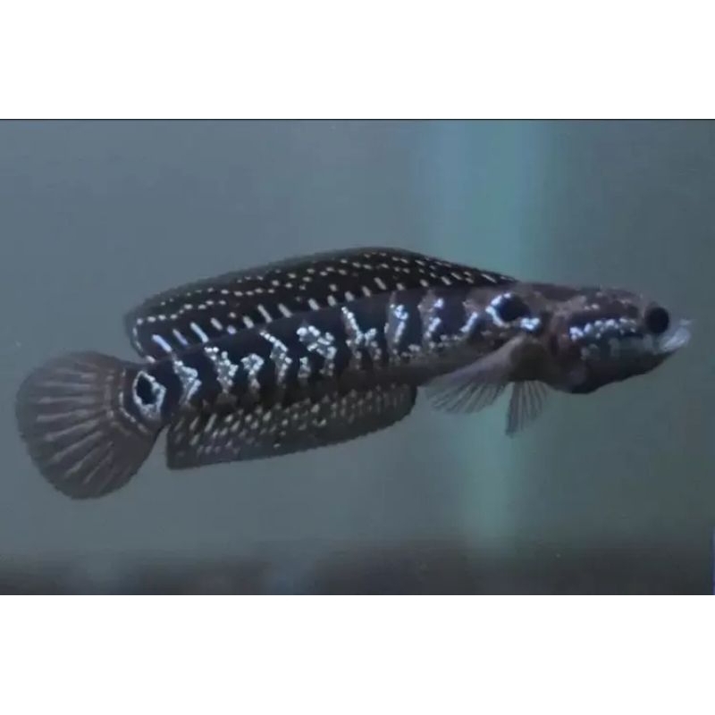 ikan Channa asiatica ws size 17-18 cm