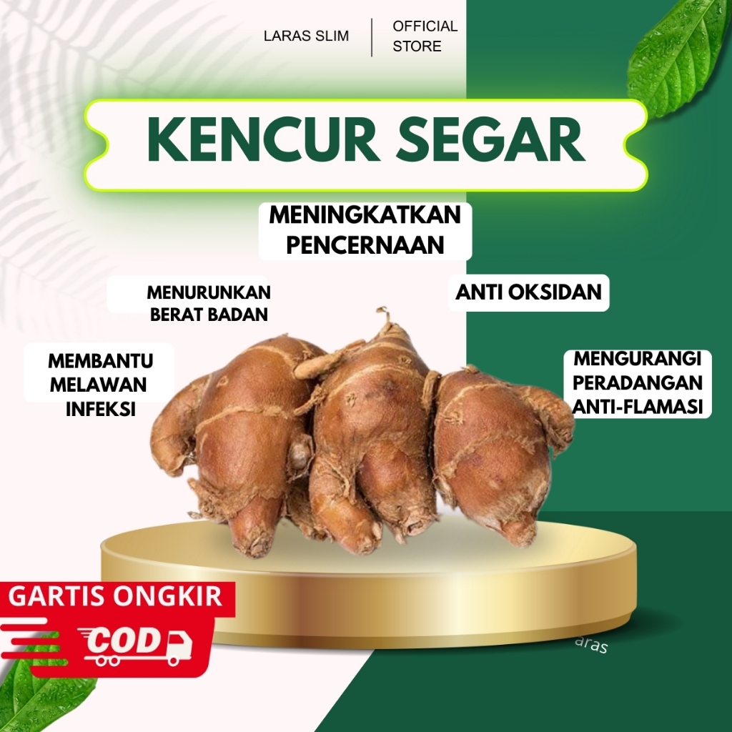 

Kencur Segar Kualitas Super 1 kg Rempah Seblak Kencur | Kencur Cikur Fresh | Kencur Untuk Seblak Bumbu Seblak | Rempah Rempah Alami