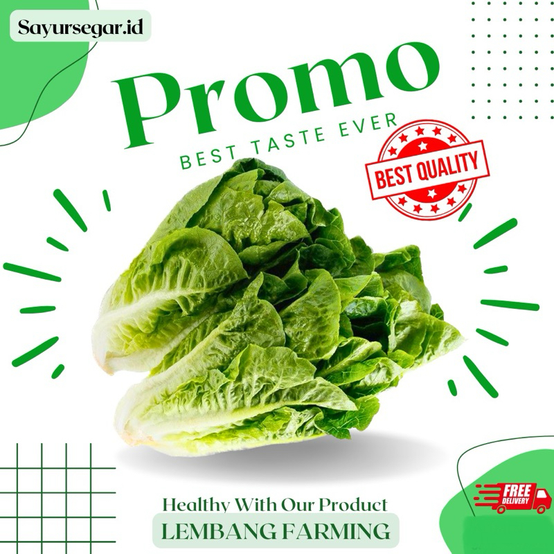 

PROMO!!! selada romaine segar konvensional