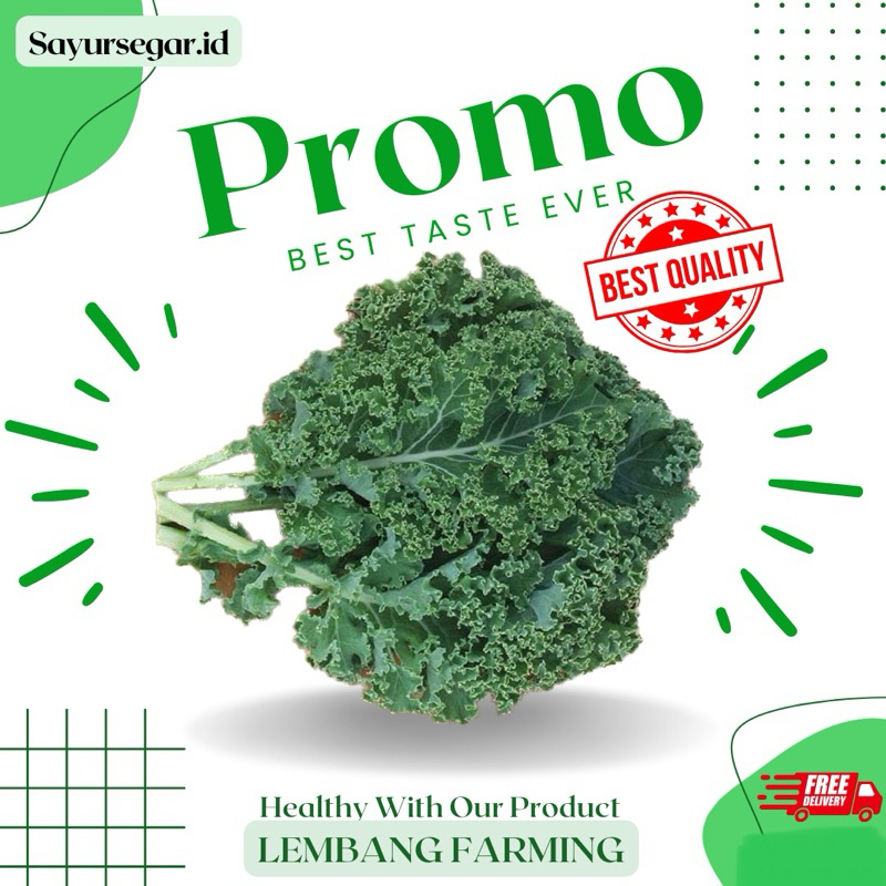 

PROMO!!! kale curly konvensional