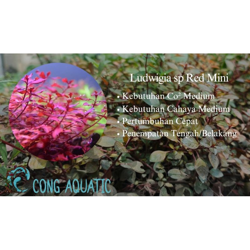 Ludwigia sp Red Mini