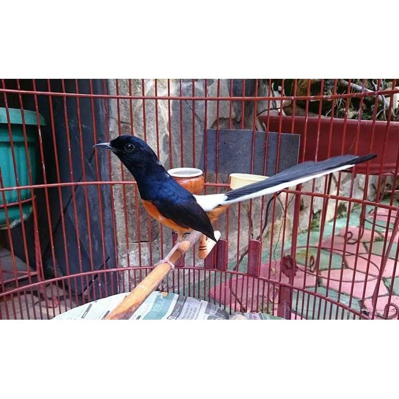 murai batu mh ekor panjang jantan pilihan