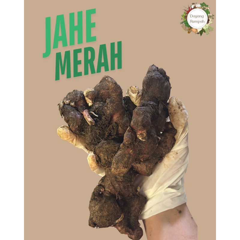 

Jahe Merah 500gr / 1kg