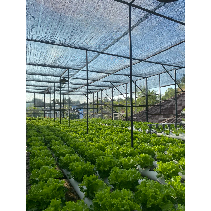 

sayur segar selada hidroponik