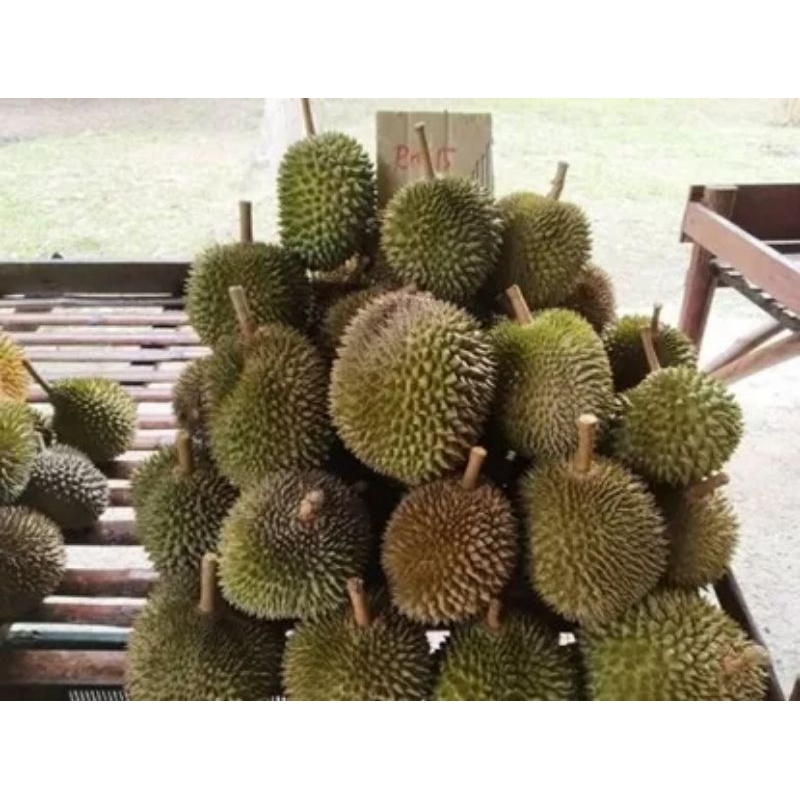 

PROMO DURIAN MASAK POHON DAPAT 2PCS