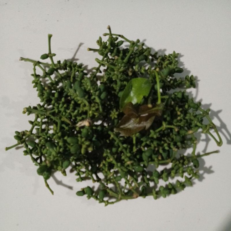 

kroto / pentil melinjo 200 gram