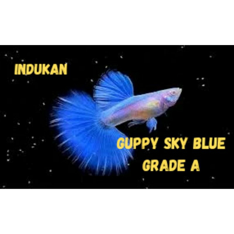 Stiker Guppy sky blue