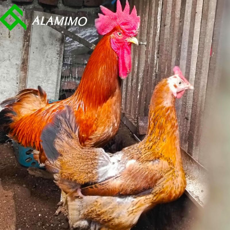Telur tetas ayam MERAWANG CROSS YUDISTIRA ayam kampung ras pedaging fresh siap ditetaskan/fertil