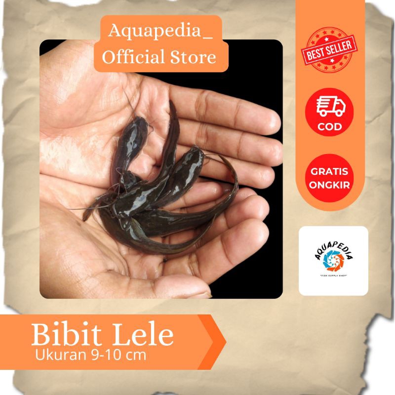 Bibit Ikan Lele 9-10 cm - Lele Sangkuriang - Bibit Ikan Lele - Bibit Ikan