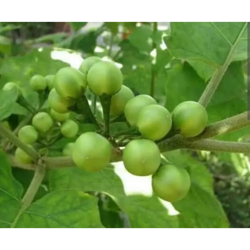 

Buah Takokak segar,Langsung Petik