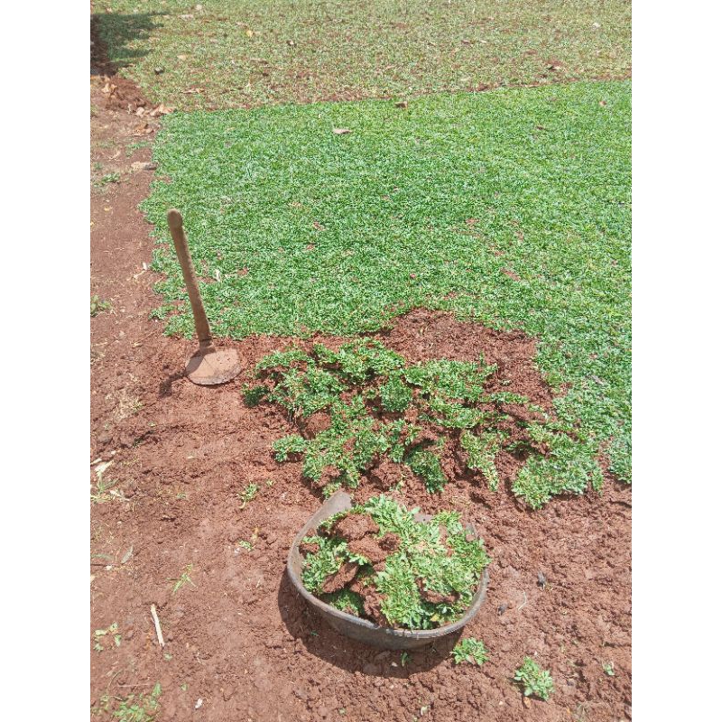 Rumput Hidup Rumput gajah mini permeter