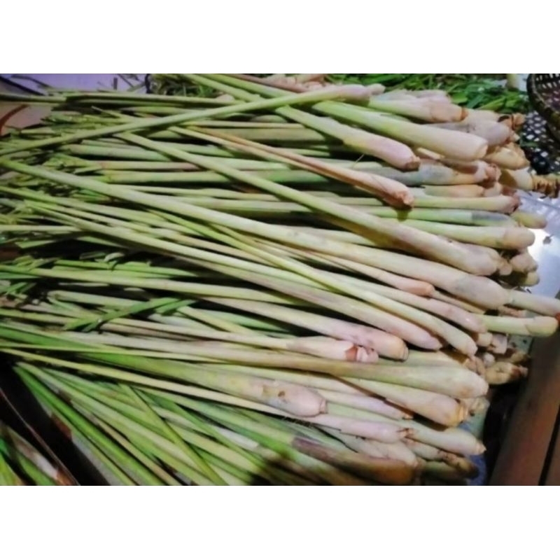 

[ANS] Daun Sereh Segar Hasil Dari Kebun Sendiri