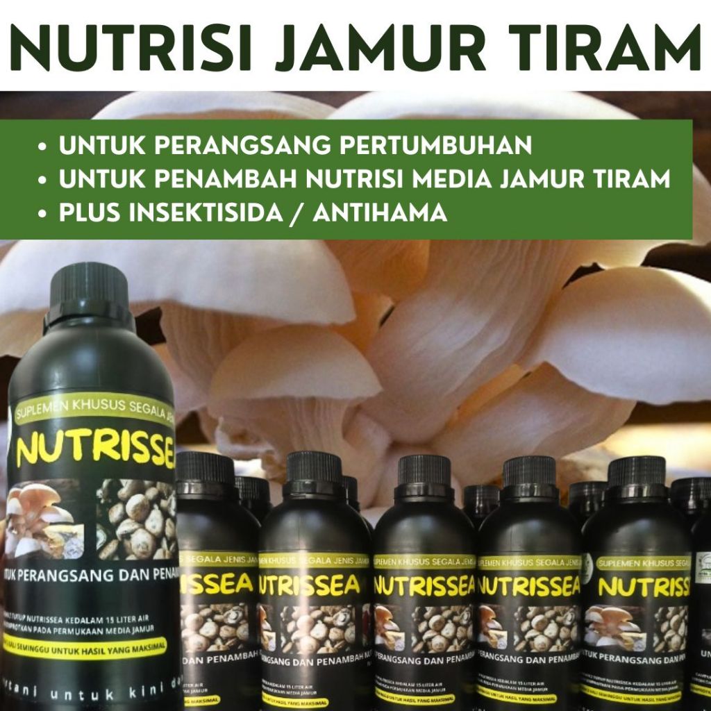 NUTRISI JAMUR TIRAM | PENAMBAH NUTRISI JAMUR TIRAM