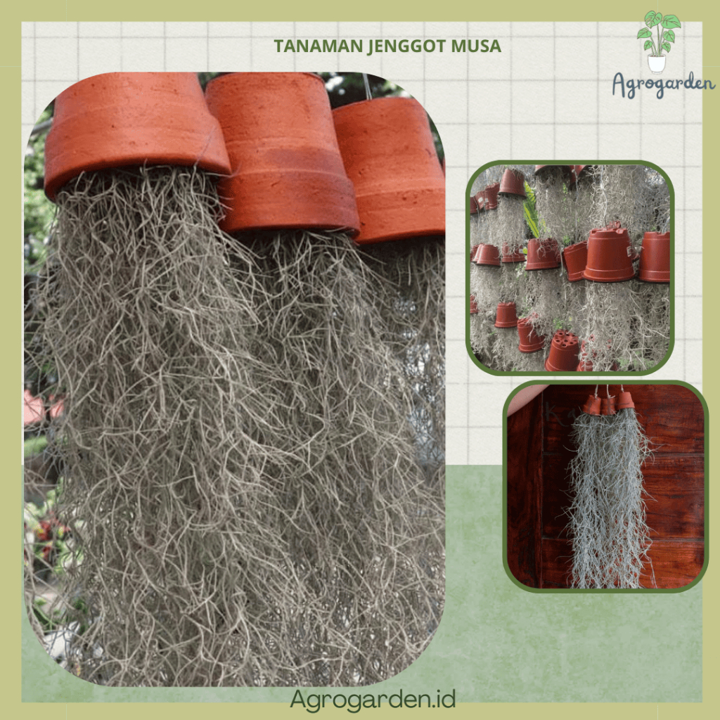 Tanaman Tillandsia Spanish Moss - Tillandsia Jenggot Musa - Tanaman hias Jenggot dewa or jenggut mus