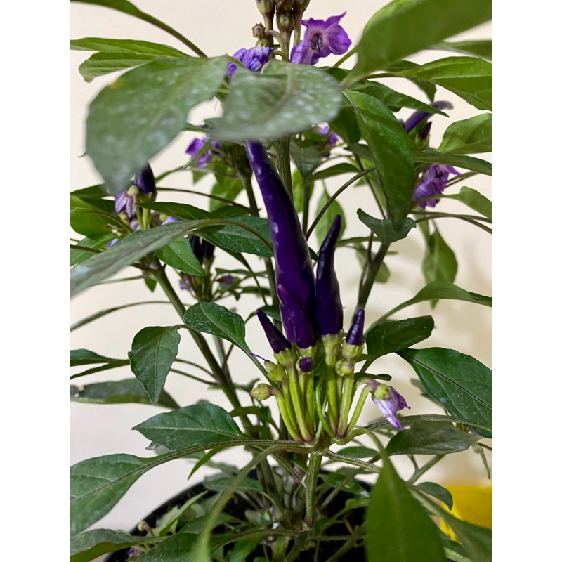 Tanaman Hidup Cabe Ungu Berbuah - Cabe Ungu - Cabe Ungu Berbuah - Bibit Cabe Ungu Berbuah