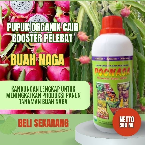 Pupuk Buah Naga / Pupuk Buah Naga Agar Berbuah Lebat / Pupuk Buah Naga Merah/Pupuk Buah Naga Kuning