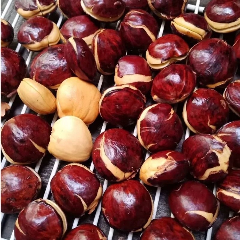 

jengkol tua