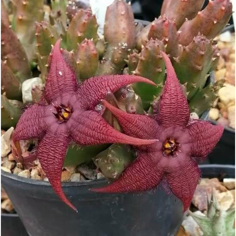 STAPELIA SCHINZII VAR ANGOLENSIS / HUERNIA SCHINZII ANGOLENSIS
