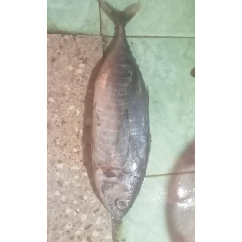 

baby tuna 500 gram