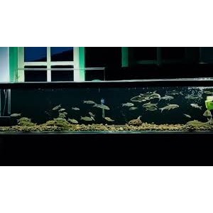 hiasan aquarium ikan hias wader fish isi 10 STETC KBUTUAN AKURIM VRISI A