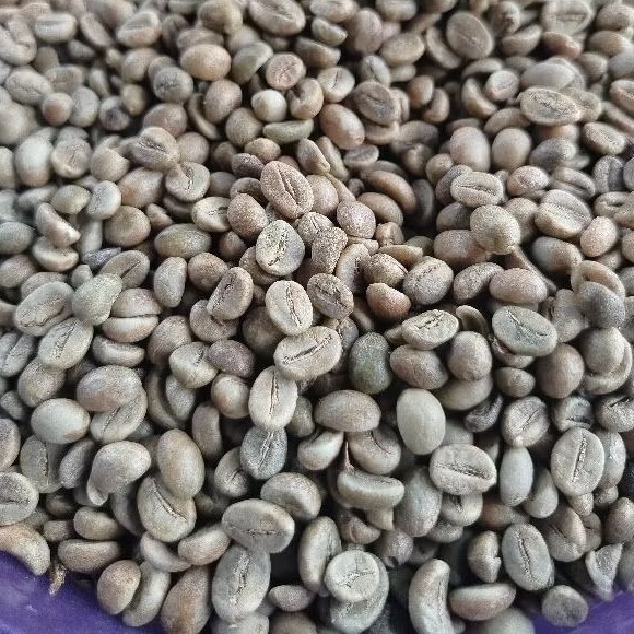 

Biji Kopi Robusta