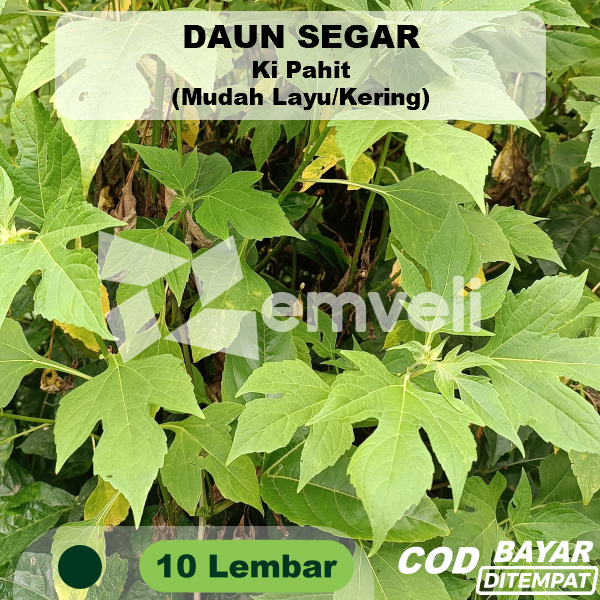 

Daun Ki Pahit Kipahit Kipait Insulin 10 Lembar