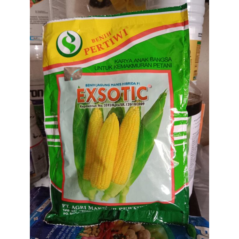 BENIH JAGUNG MANIS EXSOTIC
