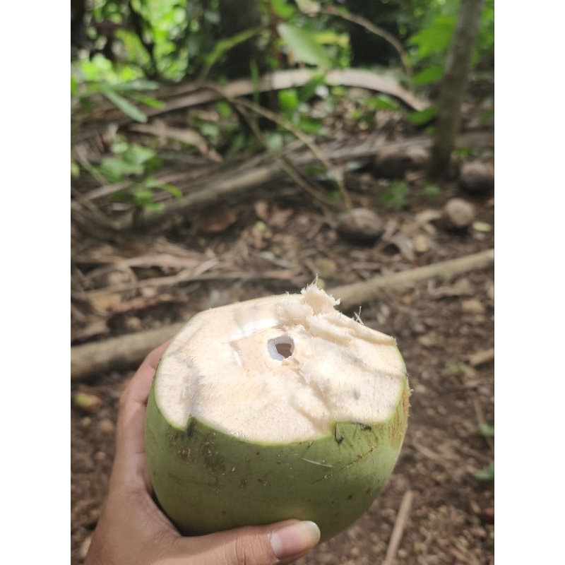 

KELAPA MUDA