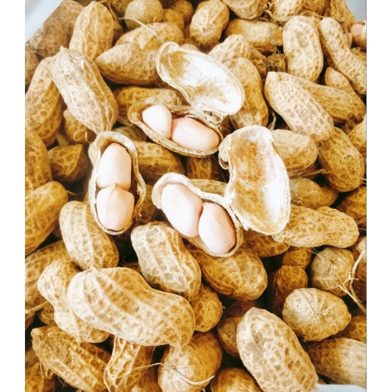 

Kacang Tanah Kulit Mentah