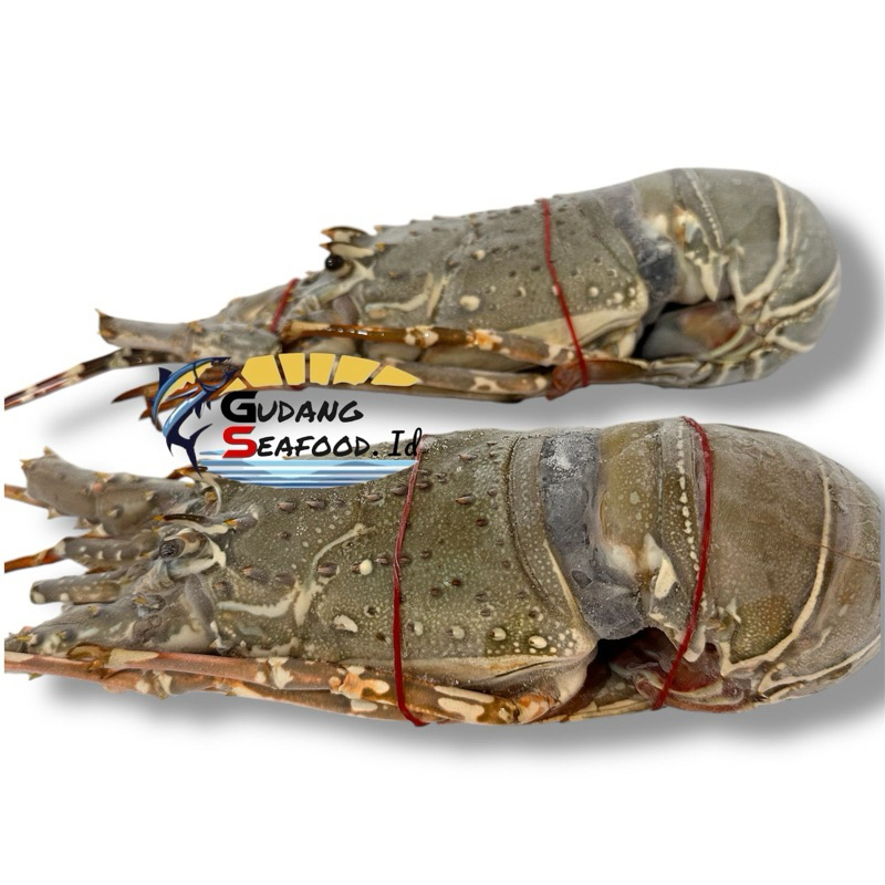 

Udang Naga Kasar 1 Kg