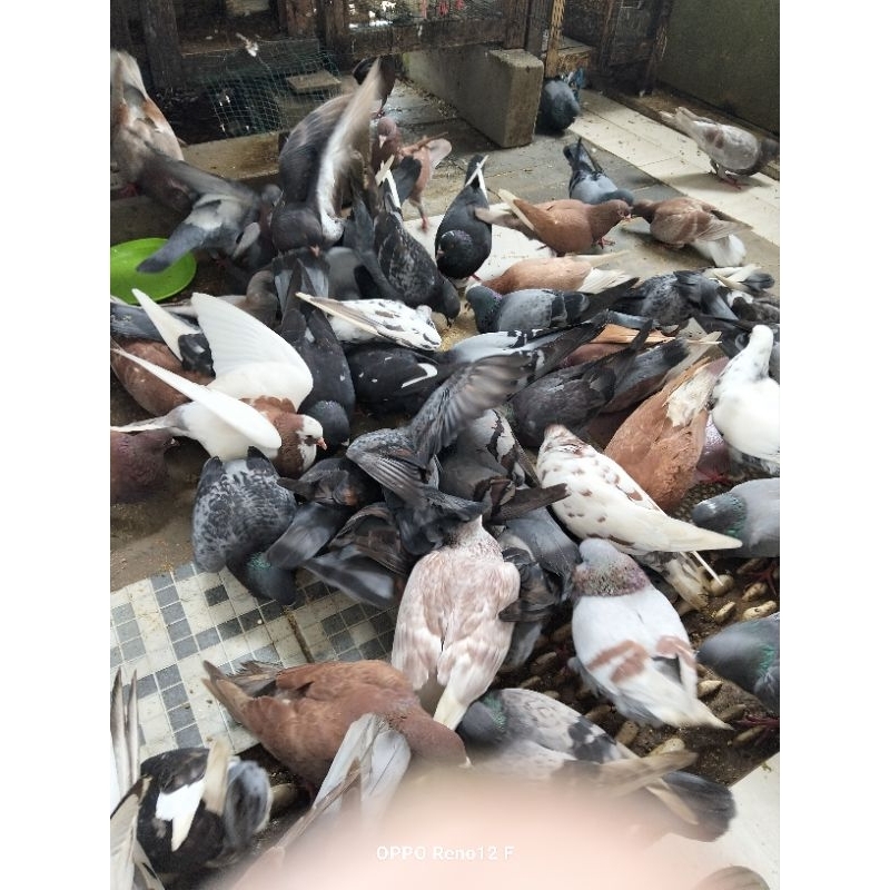 Merpati giring 1 pasang