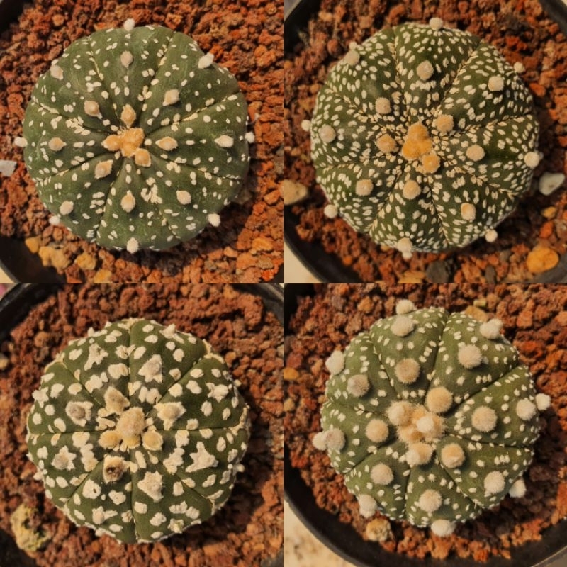 Kaktus Astrophytum asterias super kabuto starshape dari biji Seedling