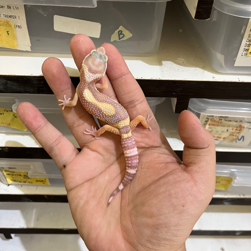 TREMPER POSS SNOW POSS WY CBA434 BETINA Mainan Anak Lucu Jinak Gecko Geko Leopard Gecko