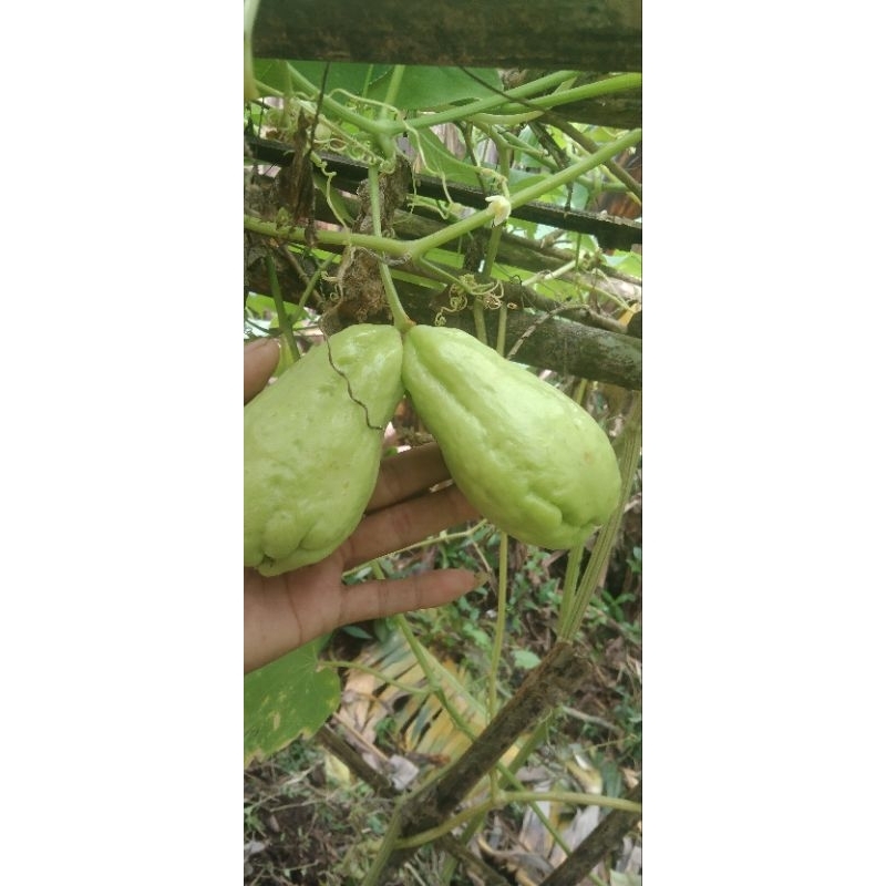 

jual bibit labu sieum lalapan 2 biji