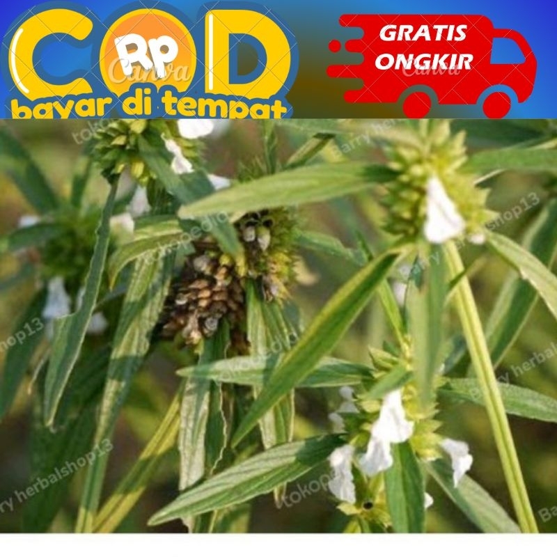 

daun paci paci lenglengan 250 gram