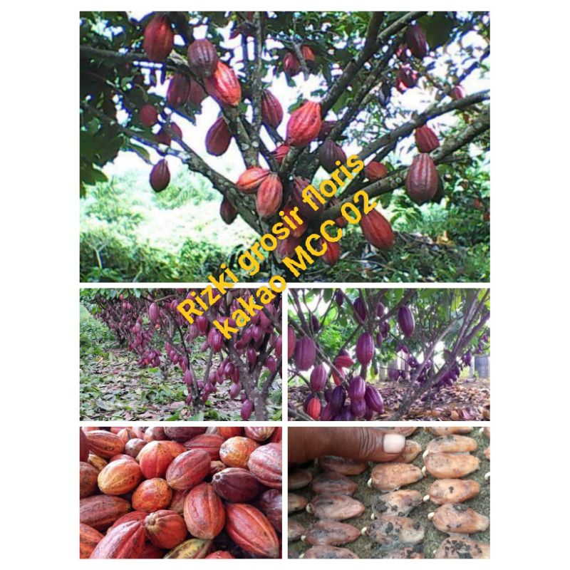 bibit biji unggul kakao MCC 02 isi 100 biji