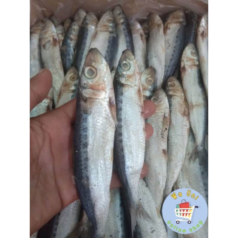 

COD ikan asin japuh sero / super 1 kg / japuh super