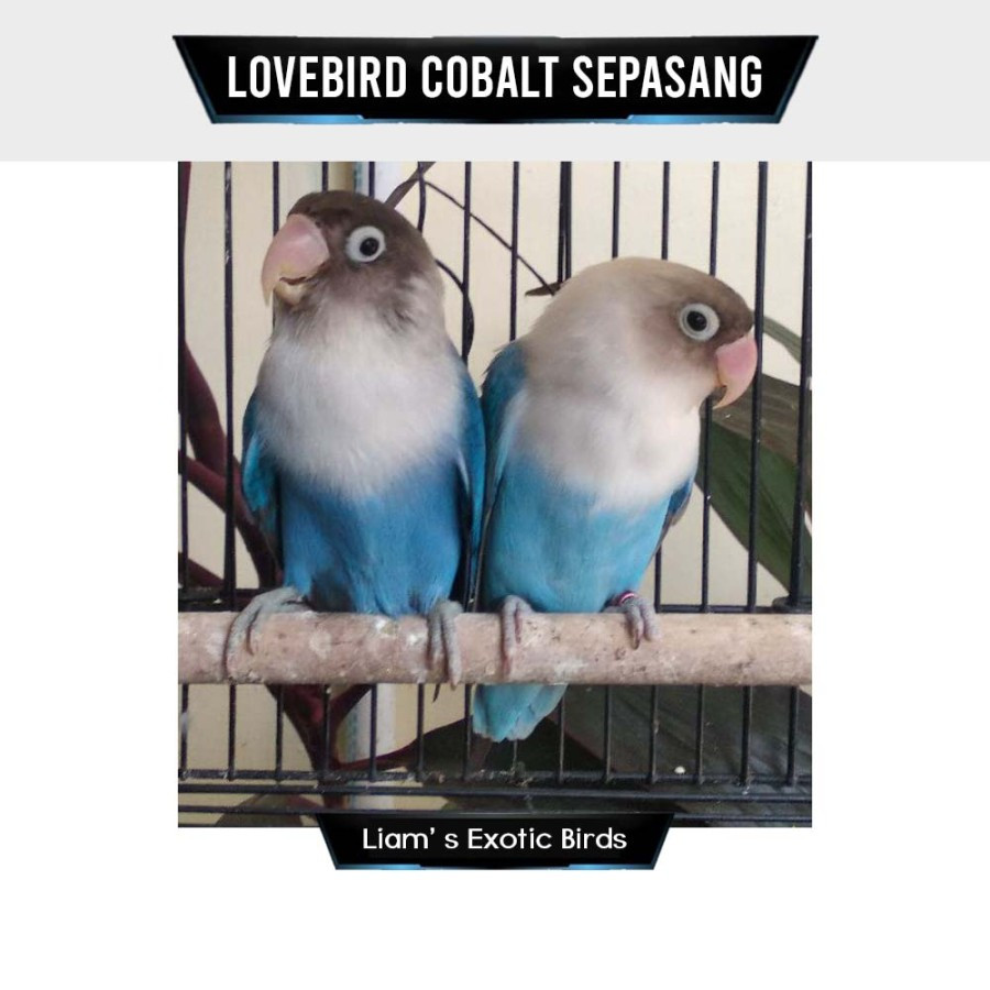 Burung Lovebird Biru Cobalt Sepasang Pilihan super istimewa