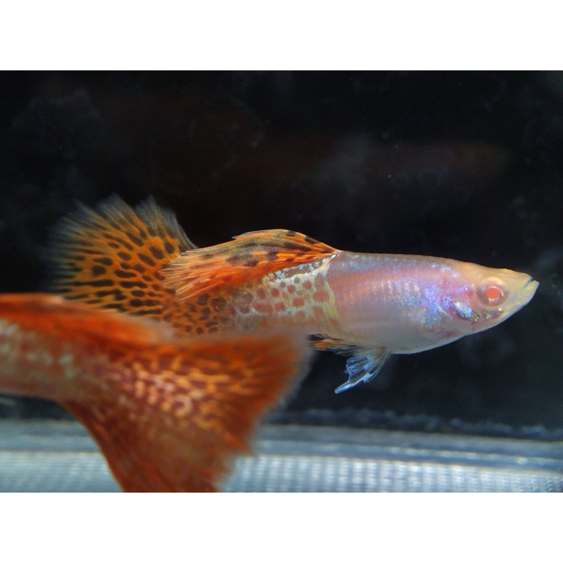 albino metal red lace juve live