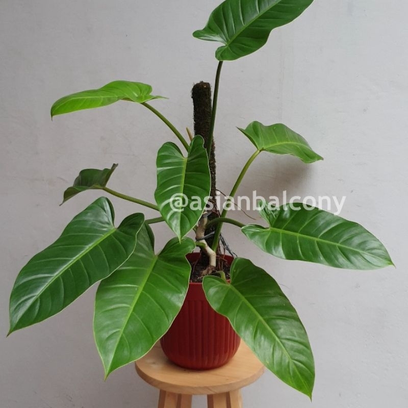 Philodendron Green Imperial | Tanaman hidup hias aroid di pot