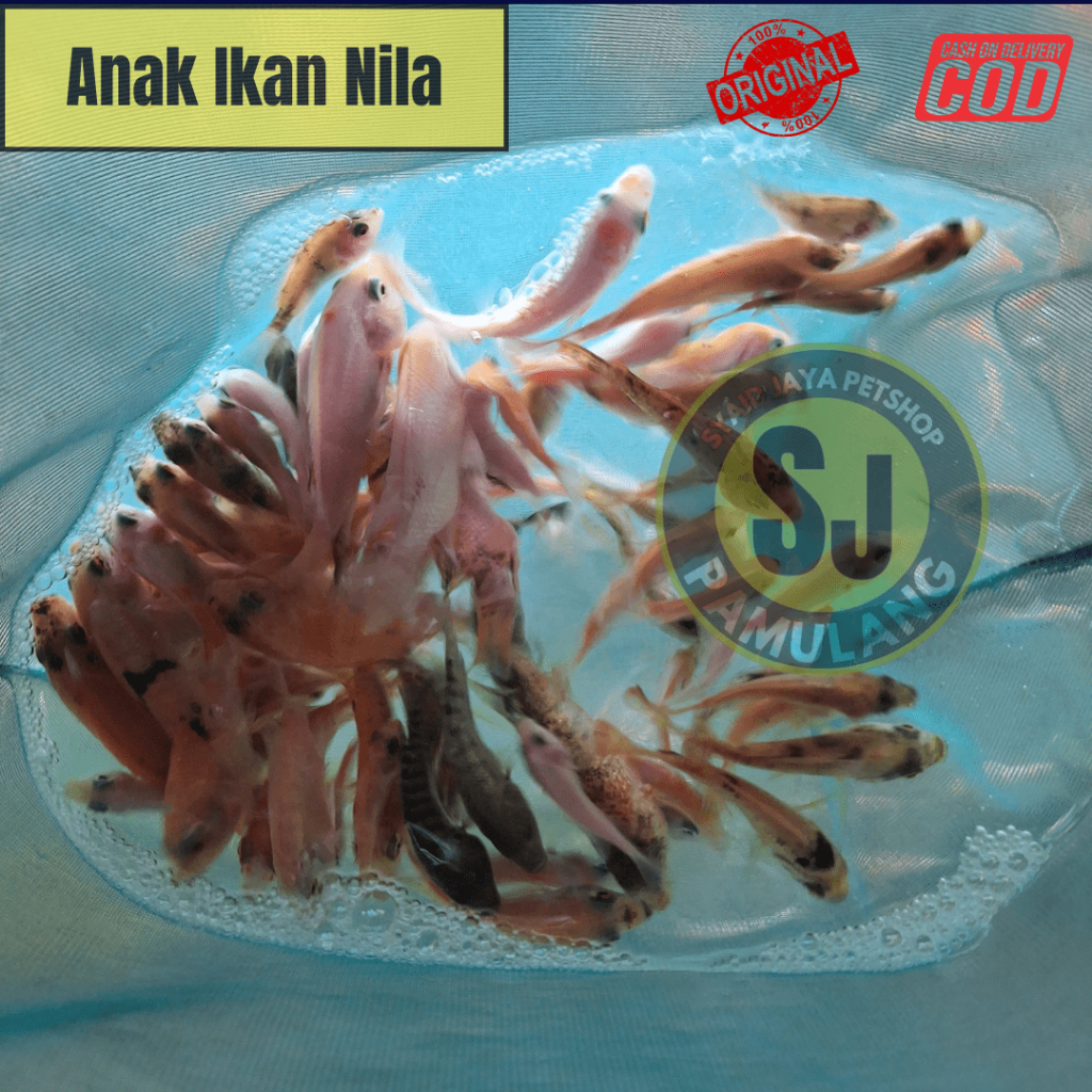 Bibit Nila Merah Ukuran 2-6cm / pakan ikan predator