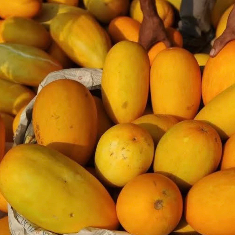 

Timun Suri Fresh 1pcs