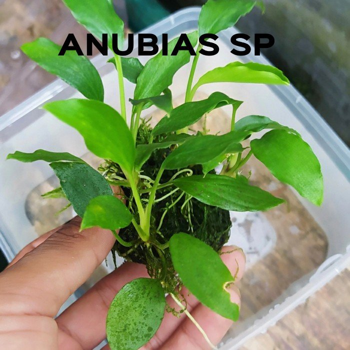 Anubias sp - Tanaman Aquascape - Tanaman Aquascape Low C02 - Neon Aquatic