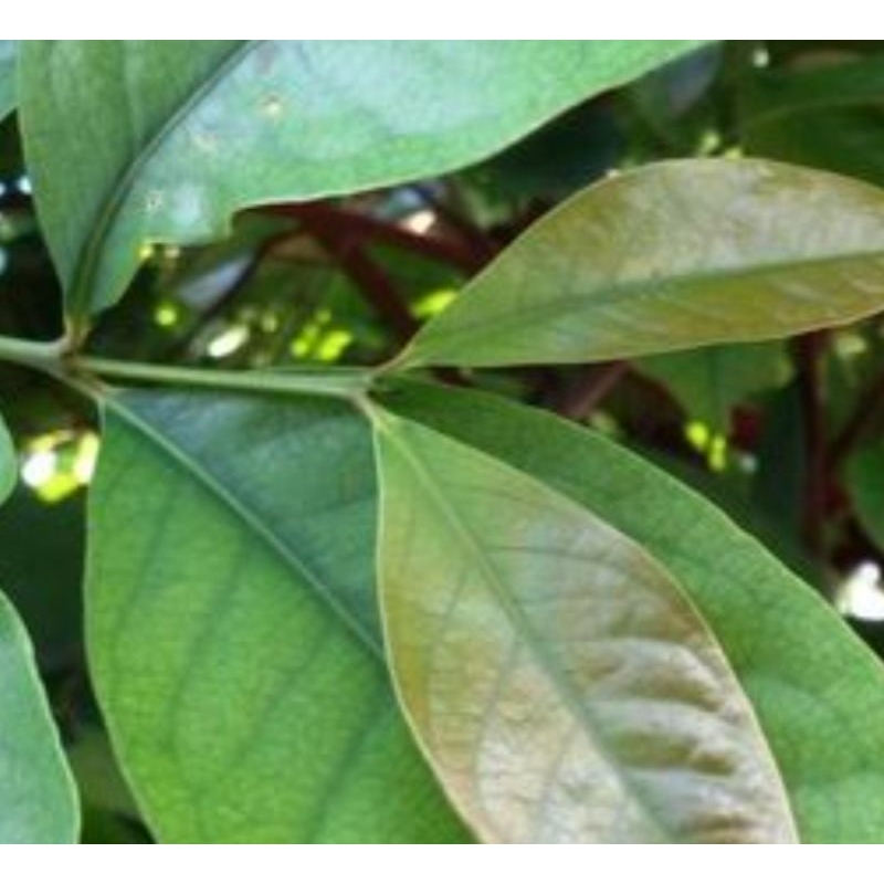 

Daun salam segar Baru Petik Dari Pohon Per 200Gram