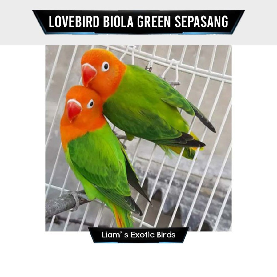 Burung Lovebird Sepasang Warna Biola Green