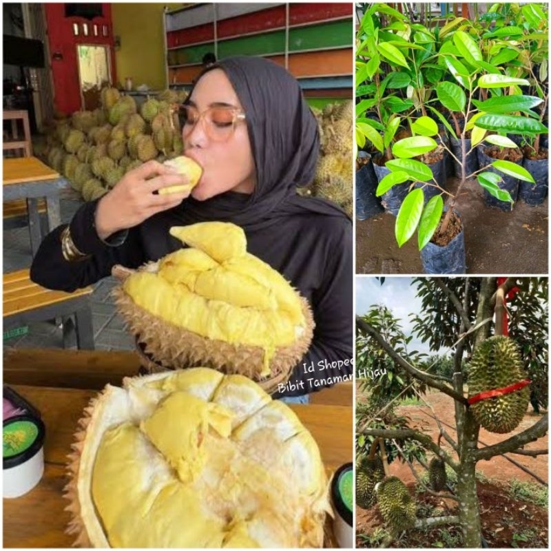 Bibit Durian Montong Jumbo