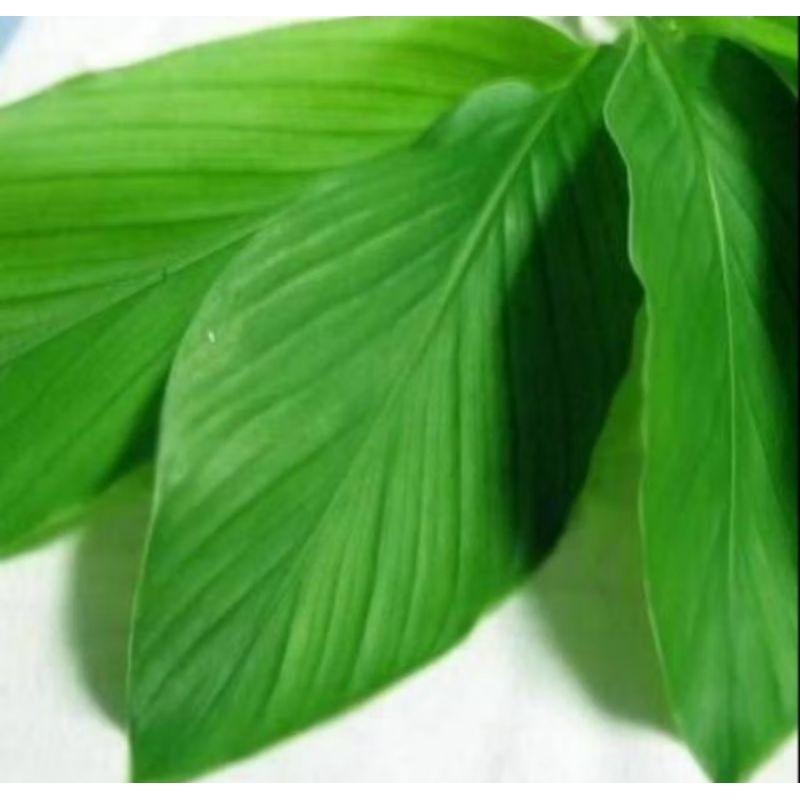 

DAUN KUNYIT PER PACK