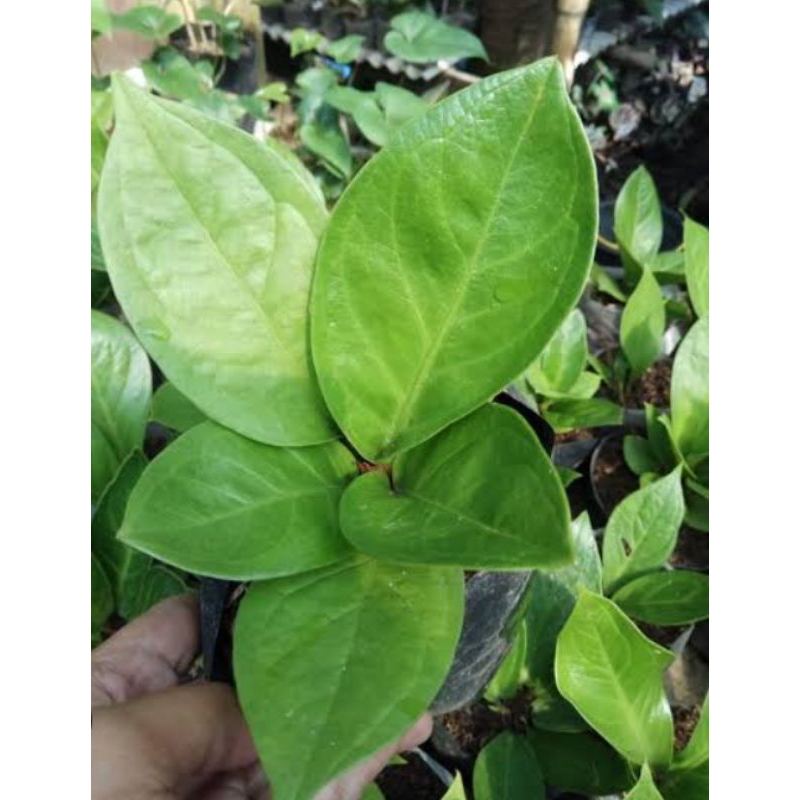 Anturium jemani Eka - jemani eka murce - tanaman hias cantik