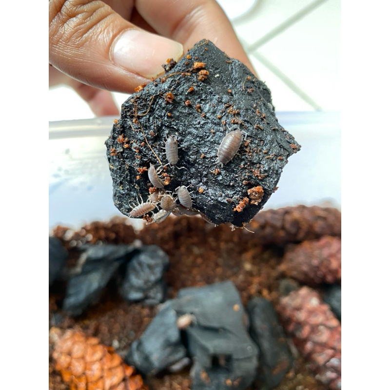 Isopod Blue Powder/ Pembersih Terrarium, Vivarium, Bioactive